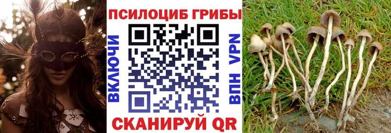 Галлюциногенные грибы Psilocybe  Новоржев 